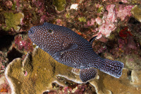 Arothron meleagris (Spotted Puffer)