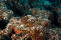 Scorpaenopsis diabolus (Devil Scorpionfish)