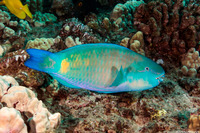 Chlorurus spilurus (Bullethead Parrotfish)