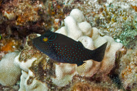 Canthigaster amboinensis (Ambon Toby)