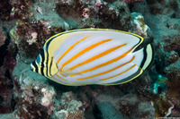 Chaetodon ornatissimus (Ornate Butterflyfish)