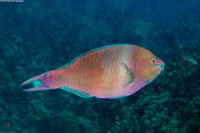 Scarus dubius (Regal Parrotfish)