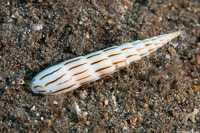 Hastula lanceata (Lance Auger)