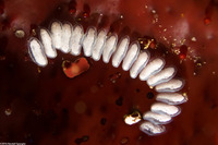 Californiconus californicus (California Cone Snail)