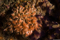 Salmacina tribranchiata (Fragile Tube Worm)