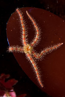 Ophiothrix spiculata (Spiny Brittle Star)