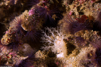 Pseudocnus lubricus (Fisher's Sea Cucumber)