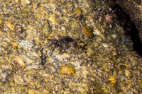 Pachygrapsus crassipes (Lined Shore Crab)