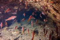 Sebastes flavidus (Yellowtail Rockfish)