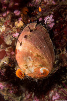 Haliotis rufescens (Red Abalone)