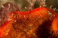 Watersipora subtorquata (Red-Rust Bryozoan)