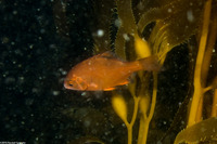 Brachyistius frenatus (Kelp Perch)