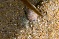 Pagurus hirsutiusculus (Hairy Hermit Crab)