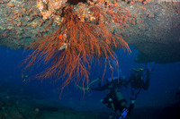 Antipathes griggi (Hawaiian Black Coral)