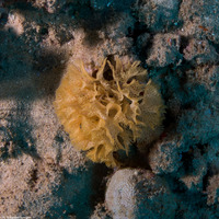 Reteporellina denticulata (Lace Bryozoan)