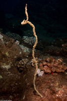 Cirrhipathes anguina (Common Wire Coral)