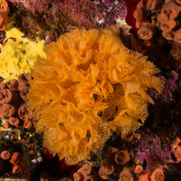 Reteporellina denticulata (Lace Bryozoan)