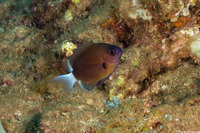 Pycnochromis hanui (Chocolate Dip Chromis)