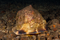 Cassis cornuta (Horned Helmet)