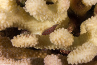 Caracanthus typicus (Hawaiian Coral Croucher)