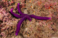 Leiaster leachi (Purple Velvet Star)