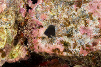 Pycnochromis leucurus (White-Tail Chromis)