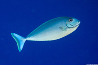 Naso hexacanthus (Sleek Unicornfish)