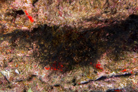 Lytocarpia nigra (Black Hydroid)