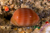 Lyncina sulcidentata (Groove-Tooth Cowry)