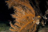 Myriopathes ulex (Feathery Black Coral)
