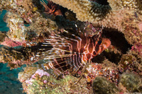 Pterois sphex (Hawaiian Red Lionfish)