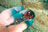 Hydrolithon boergesenii (Coralline Algae)