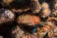 Antennarius drombus (Freckled Frogfish)