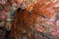 Antipathes griggi (Hawaiian Black Coral)
