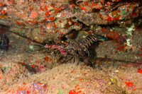 Panulirus marginatus (Banded Spiny Lobster)