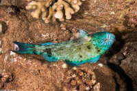Calotomus carolinus (Stareye Parrotfish)