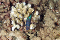Pristiapogon kallopterus (Iridescent Cardinalfish)