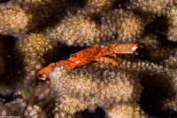Trapezia flavopunctata (Yellow-Spotted Guard Crab)