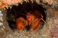 Enoplometopus occidentalis (Red Reef Lobster)