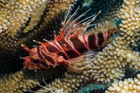 Pterois sphex (Hawaiian Red Lionfish)