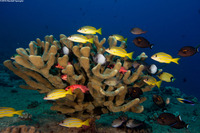 Pocillopora eydouxi (Antler Coral)