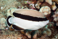 Apolemichthys arcuatus (Bandit Angelfish)