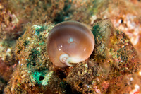Lyncina sulcidentata (Groove-Tooth Cowry)
