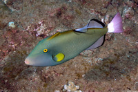 Melichthys vidua (Pinktail Triggerfish)