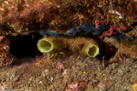 Ascidia sydneiensis (Yellow-Green Sea Squirt)
