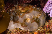 Spheciospongia confoederata (Gray Moon Sponge)