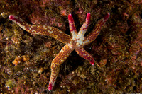 Linckia columbiae (Fragile Star)
