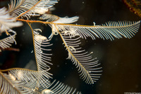 Agalophenia sp.1 (White Feather Hydroid)