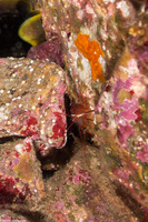 Lysmata californica (Red Rock Shrimp)