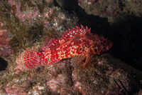 Scorpaenodes xyris (Rainbow Scorpionfish)